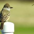 #bird-column, #boothbay-register, #Jeff-and-Allison-Wells, #birds, #maine, #ash-throated-flycatchers
