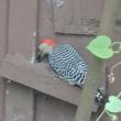 #bird-column, #boothbay-register, #jeff-and-allison-wells, #maine, #birds