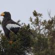 #bird-column, #boothbay-register, #jeff-and-allison-wells, #maine, #birds, #Steller’s-sea-eagle