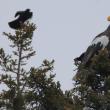 #bird-column, #Steller’s sea-eagle, #jeff-and-allison-wells, #Boothbay-register, #birds, #maine
