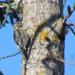 #bird-column, #Boothbay-Register, #jeff-and-allison-wells, #birds, #Maine, #Matinicus