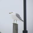 #bird-column, #gulls, #sea-eagle, #jeff-and-allison-wells, #Boothbay-register, #birds, #maine