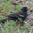 #bird-column, #Boothbay-Register, #jeff-and-allison-wells, #birds, #Maine 