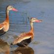 #bird-column, #birds, #boothbay-register, #jeff-and-allison-wells, #maine, #whistling-ducks