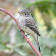 #bird-column, #jeff-and-allison-wells, #birds, #maine, #boothbay-register, #willow-flycatcher