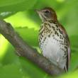 #bird-column, #boothbay-register, #Jeff and Allison Wells, #birds, #maine, #wood thrush