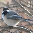#bird-column, #jeff-and-allison-wells, #birds, #maine, #boothbay-register