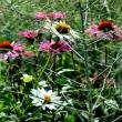 Late summer Damariscotta