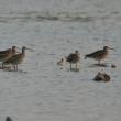 #bird-column, #Jeff and Allison Wells, #boothbay register, #maine, #whimbrel