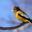 #bird-column, #Jeff and Allison Wells, #Boothbay Register, #evening grosbeak, #winter finch