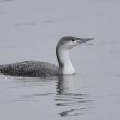 #bird-column, #Jeff and Allison Wells, #boothbay register, #maine,, #birds, #COP15