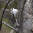 #bird-column, #Jeff and Allison Wells, #boothbay register, #maine, #birds, #brown creeper