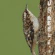 #bird-column, #Jeff and Allison Wells, #boothbay register, #maine, #birds, #brown creeper
