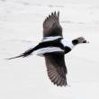 #bird-column, #Jeff and Allison Wells, #boothbay register, #birds, #maine, #christmas bird count, #matinicus island
