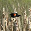 #bird-column, #Jeff and Allison Wells, #boothbay register, #maine, #birds, #brawls, #red-winged blackbird