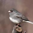 #bird-column, #Jeff and Allison Wells, #Boothbay Register, #birds, #maine, #junco