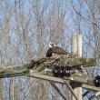 #bird-column, #Jeff and Allison Wells, #boothbay register, #maine, #birds, #osprey