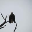 #bird-column, #jeff and allison wells, #boothbay register, #birds, #maine, #flood, #bald eagley