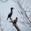 #bird-column, #jeff and allison wells, #boothbay register, #birds, #maine, #flood, #bald eagley
