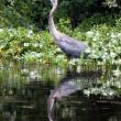 #bird-column, #Jeff and Allison Wells, #heat wave, #boothbay register, #maine, #great blue heron