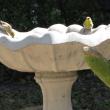 #bird-column, #Jeff and Allison Wells, #heat wave, #boothbay register, #maine, #american goldfinches
