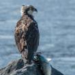 #bird-column, #Jeff and Allison Wells, #birds, #boothbay register, #osprey