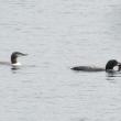 #bird-column, #Jeff and Allison Wells, #boothbay register, #birds, #maine, #common loon