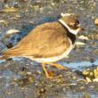 #bird-column, #boothbay register, #Jeff and Allison Wells, #birds, #maine, #Ogunquit, #semipalmated plover, #marginal way