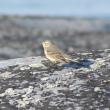 #bird-column, #jeff and allison wells, #boothbay register, #penbay pilot, #birds, #maine, #american pipit