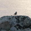 #bird-column, #jeff and allison wells, #boothbay register, #penbay pilot, #birds, #maine, #american pipit
