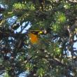 #bird-column, #Jeff and Allison Wells, #birds, #maine, #boothbay register, #blocker, #hurricane lee, blackburnian warbler