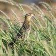 #bird-column, #boothbay register, #jeff and allison wells, #birds, #maine, #halloween, #bobolink