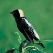 #bird-column, #boothbay register, #jeff and allison wells, #birds, #maine, #halloween, #bobolink