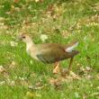 #bird-column, #boothbay register, #jeff and allison wells, #birds, #maine, #halloween, #purple gallinule