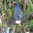 #bird-column, #boothbay register, #jeff and allison wells, #birds, #maine, #halloween, #purple gallinule