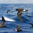 #bird-column, #Jeff and Allison Wells, #boothbay register, #birds, #maine, #wilson’s storm-petrel, #band-rumped storm-petrel