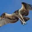 #bird-column, #birds of aruba bonaire and curacao, #Jeff and Allison Wells, #birds, #maine, #boothbay register, #osprey