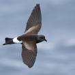 #bird-column, #Jeff and Allison Wells, #boothbay register, #birds, #maine, #wilson’s storm-petrel