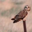 #bird-column, #boothbay register, #jeff and allison wells, #short-eared owl, #birds, #maine