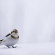 #bird-column, #boothbay register, #Jeff and Allison Wells, #snow buntings, #maine, #birds