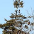 #bird-column, #great backyard bird count, #maine, #jeff and allison wells, #birds, #boothbay register, bald eagle