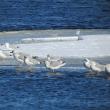 #bird-column, #birds, #maine, #jeff and allison wells, #boothbay register, #flocks, #gulls
