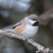 #bird-column, #boothbay register, #jeff and allison wells, #birds, #maine, #boreal chickadeesiskin