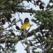 #bird-column, #boothbay register, #perham stream birding trail, #natural resources council of maine, #jeff and allison wells, #birds, #maine, #high peaks alliance, #evening grosbeak