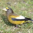#bird-column, #boothbay register, #jeff and allison wells, #birds, #maine, #evening grosbeak