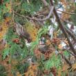 #bird-column, #boothbay register, #jeff and allison wells, #birds, #maine, #pine siskin