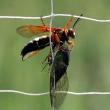 #bird-column, #birds, #cicada, #boothbay register, #Jeff and Allison Wells, #maine, eastern cicada killer wasp