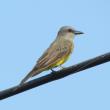 #bird-column, #birds, #cicada, #boothbay register, #Jeff and Allison Wells, #maine, #tropical kingbird
