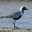 #bird-column, #birds, #jeff and allison wells, #maine, #boothbay register, #black-bellied plover, #wharton point