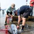 Researchers take tuna samples